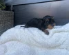 Yorkiepoo