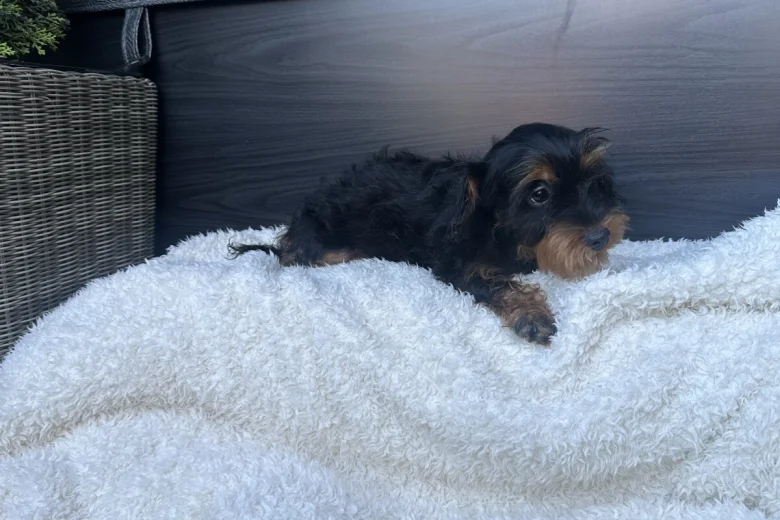 Yorkiepoo