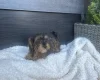 Yorkiepoo