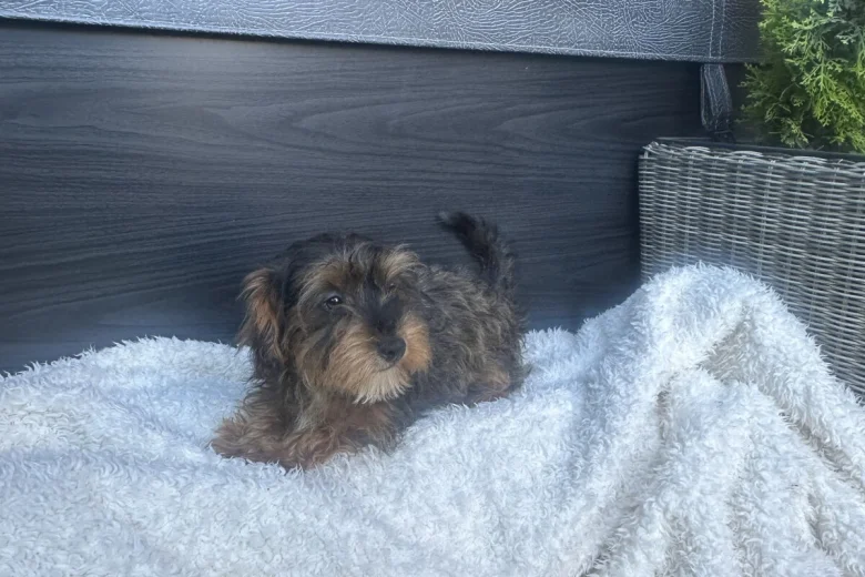 Yorkiepoo