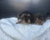 Yorkiepoo