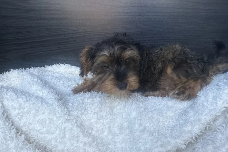 Yorkiepoo