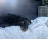 Yorkiepoo