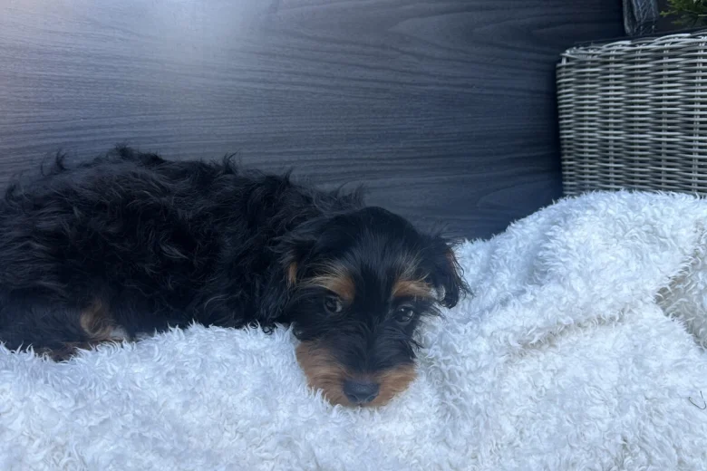 Yorkiepoo