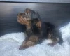Yorkiepoo