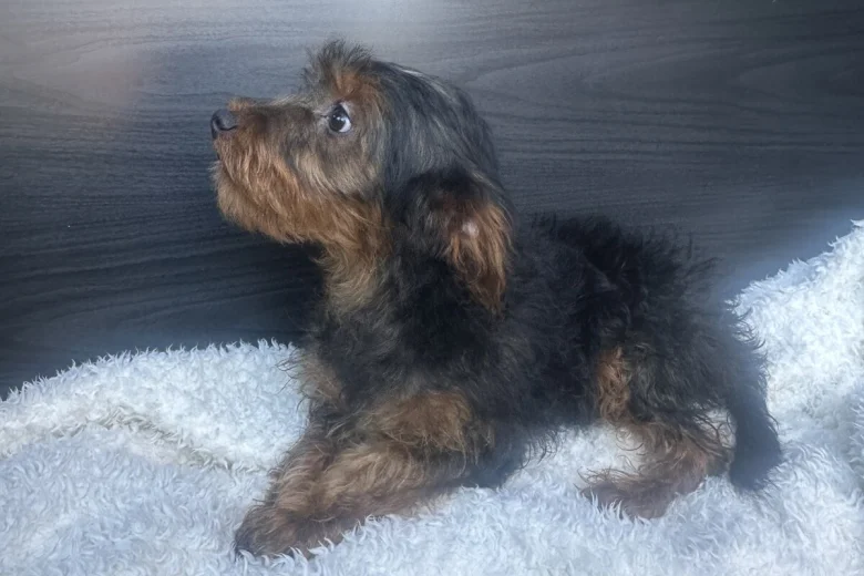 Yorkiepoo