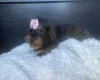 Yorkiepoo