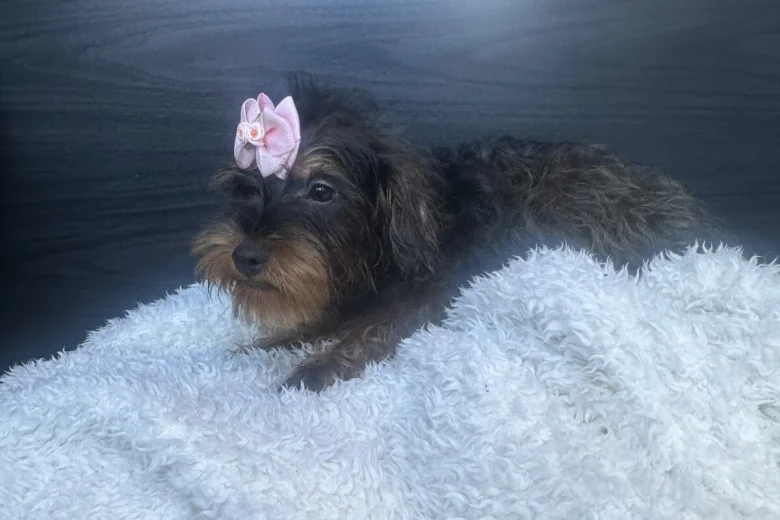 Yorkiepoo