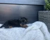 Yorkiepoo