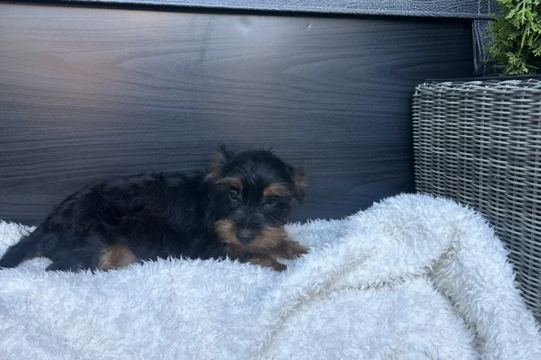 Yorkiepoo