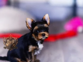 Yorkshire Terrier