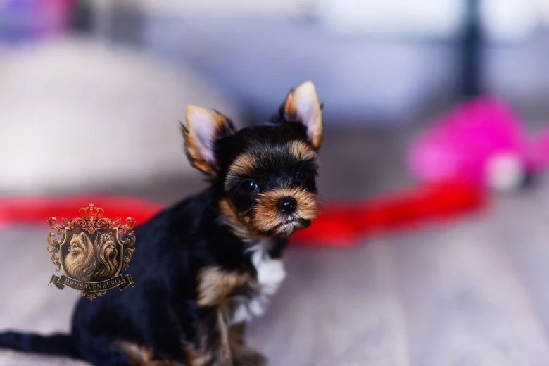 Yorkshire Terrier