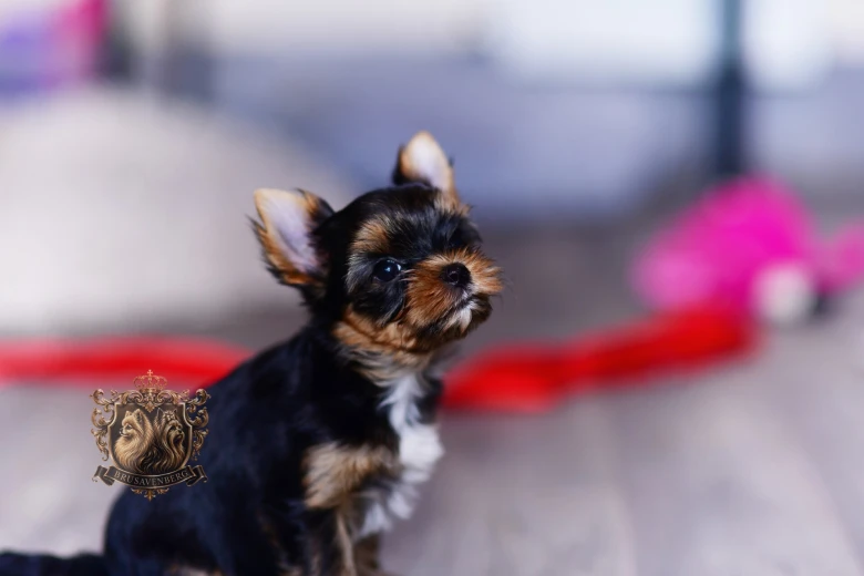 Yorkshire Terrier