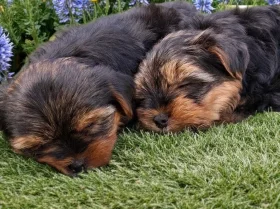 Yorkshire Terrier