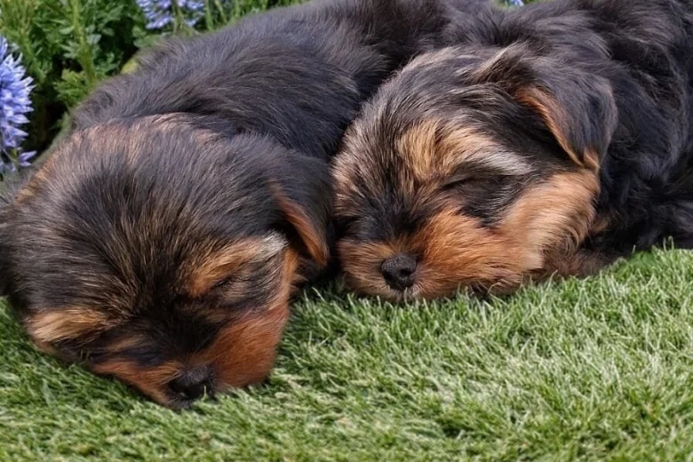 Yorkshire Terrier