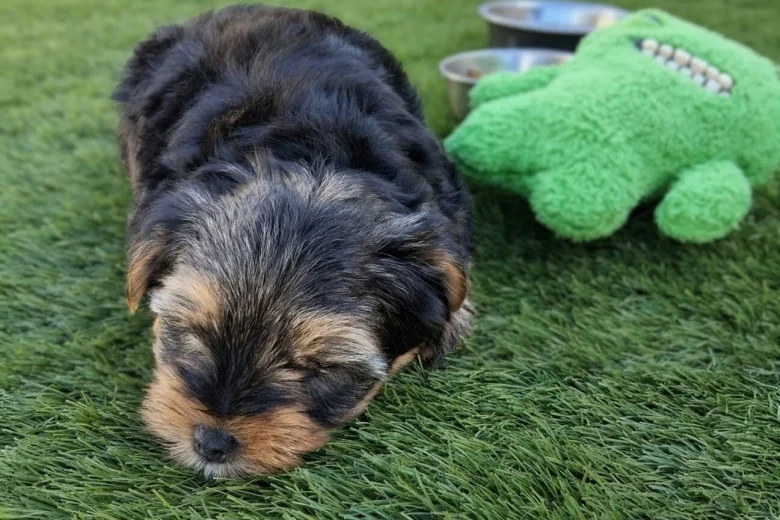 Yorkshire Terrier