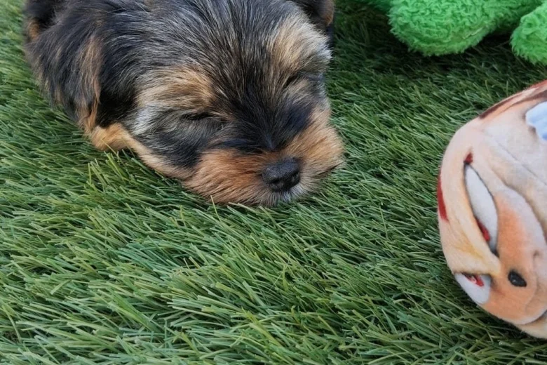 Yorkshire Terrier