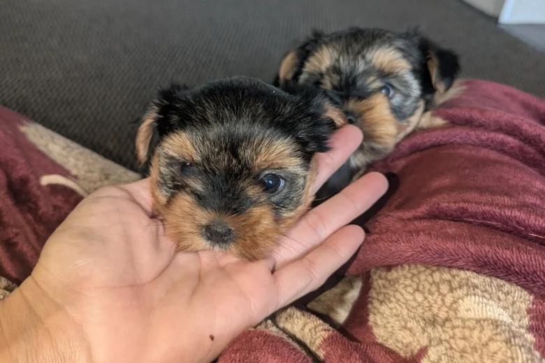 Yorkshire Terrier