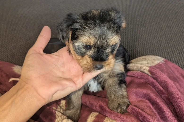 Yorkshire Terrier