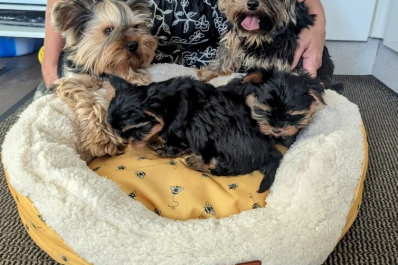 Yorkshire Terrier