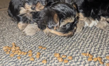 Yorkshire Terrier