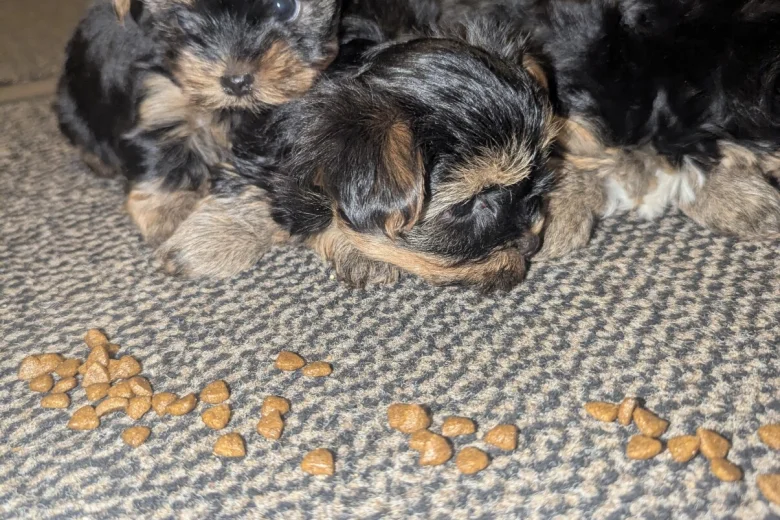 Yorkshire Terrier