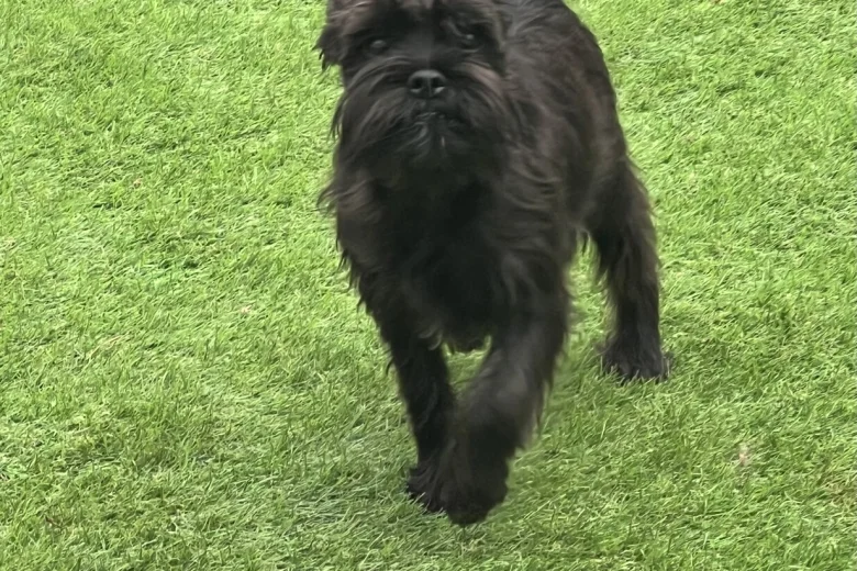 Mixed Breed
