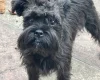 Mixed Breed