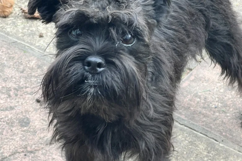 Mixed Breed