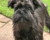 Mixed Breed