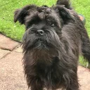 Mixed Breed