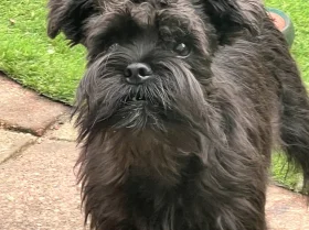 Mixed Breed