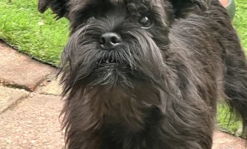 Mixed Breed