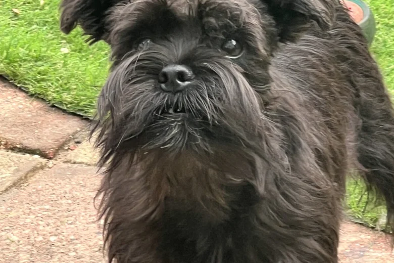 Mixed Breed