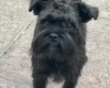 Mixed Breed