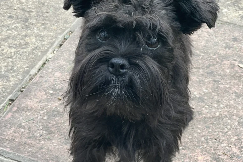 Mixed Breed