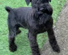 Mixed Breed