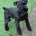Mixed Breed
