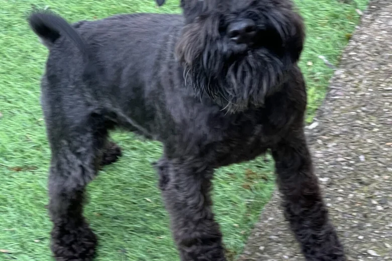 Mixed Breed