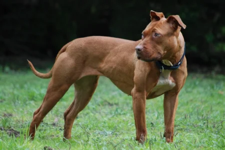 4 Banned Dog Breeds in the UK