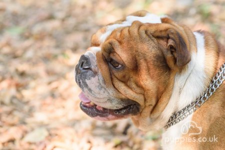 15 Lazy Dog Breeds