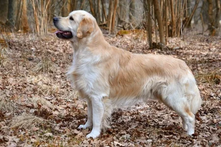 10 Best Dogs For First-Time Owners