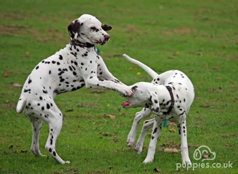 Socialising Your Puppy