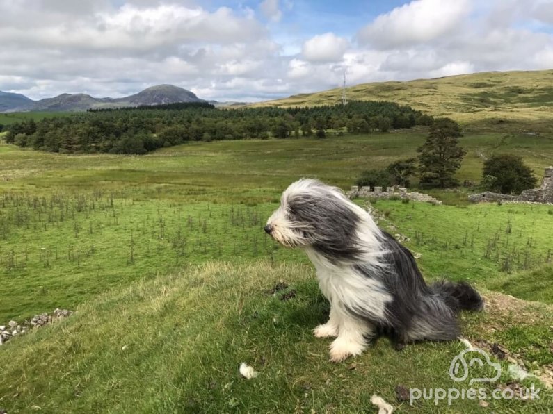 10 Most Fabulous Long-Haired Dog Breeds