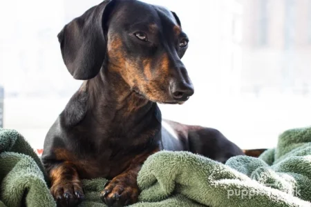 Most Loving &amp; Affectionate Dog Breeds