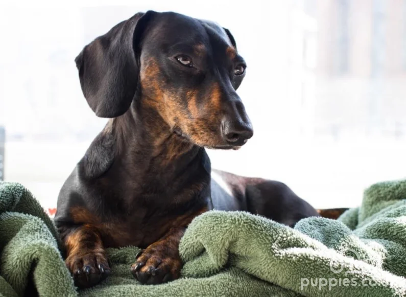 Most Loving &amp; Affectionate Dog Breeds