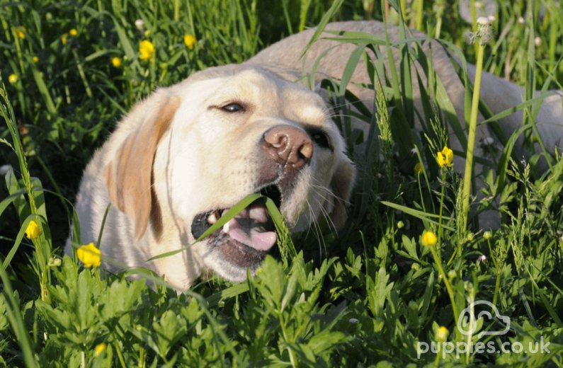 Why Do Dogs Eat Grass?