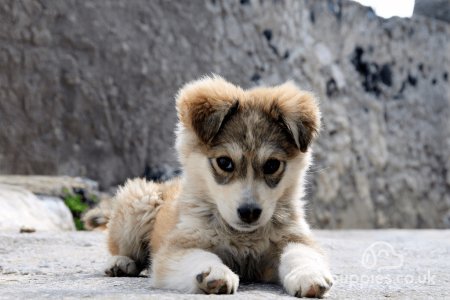 When Should I Take My Puppy To The Vet?