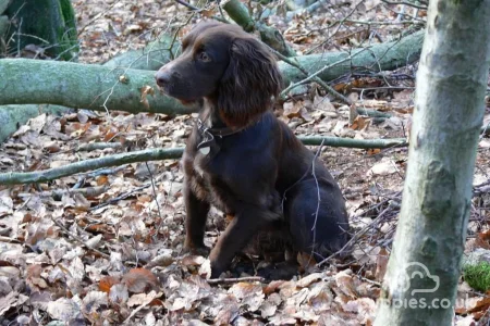 What Are The Advantages &amp; Disadvantages of Cross-Breeding?