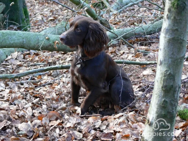 What Are The Advantages &amp; Disadvantages of Cross-Breeding?
